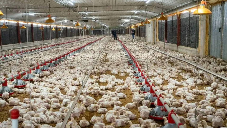 Alza del petróleo presiona los costos del pollo y los huevos en República Dominicana