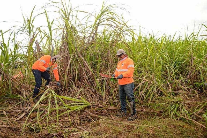 Gobierno dominicano establece nuevas regulaciones para la producción y exportación de azúcar