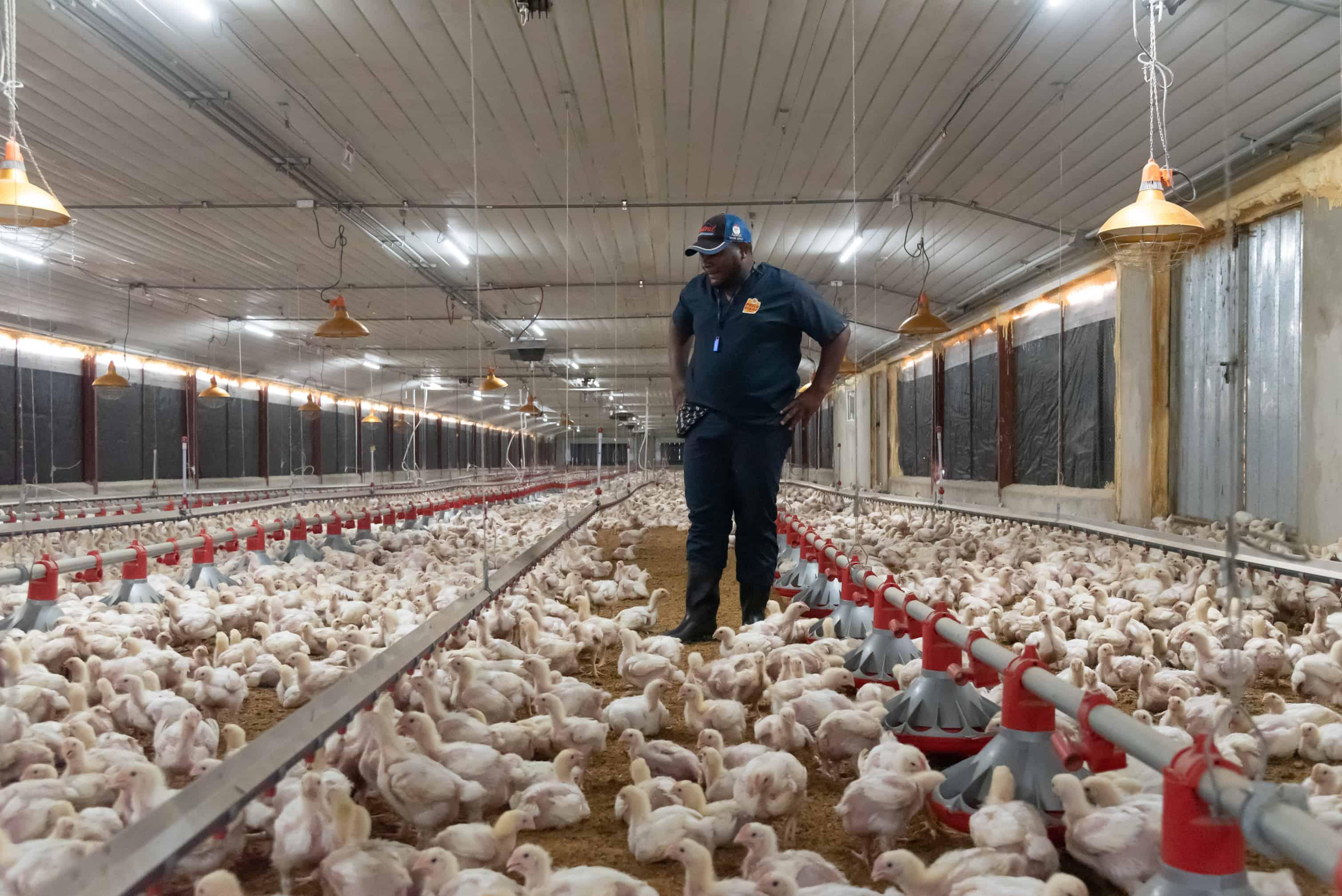 Agricultura inicia programa para retirar ocho millones de libras de pollo y estabilizar los precios