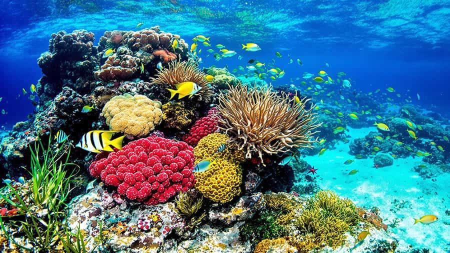 Informe científico advierte que el 96 % de los arrecifes de coral evaluados podría enfrentar un riesgo extremo de colapso para 2075