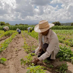 Agricultura y la FAO firman un acuerdo para modernizar el campo dominicano