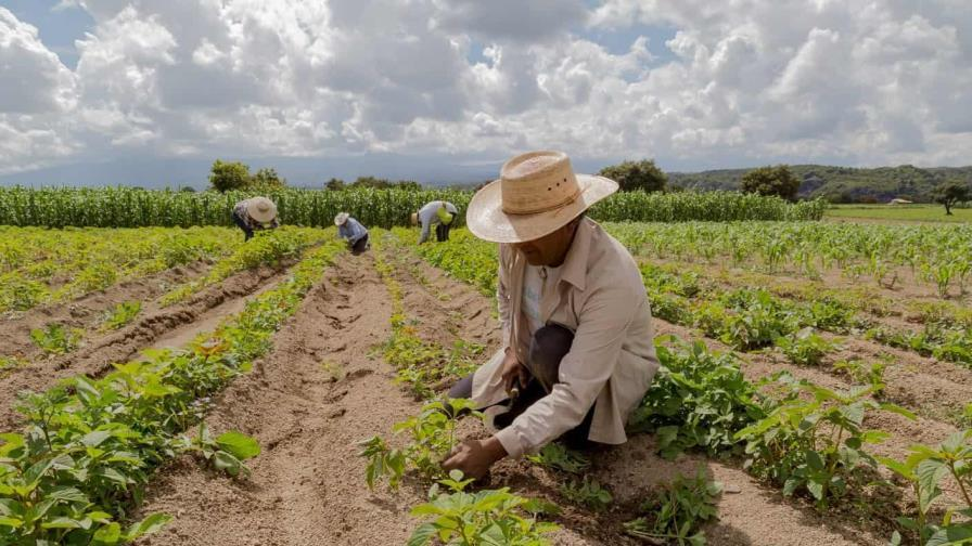 Agricultura y la FAO firman un acuerdo para modernizar el campo dominicano