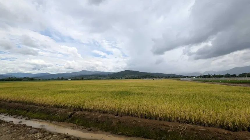Gobierno deroga decreto que establecía aranceles para la importación de arroz